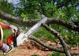 Trusted Greenbriar, VA Tree Removal Services Experts