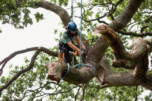 How Our Tree Care Process Works  in  Greenbriar, VA